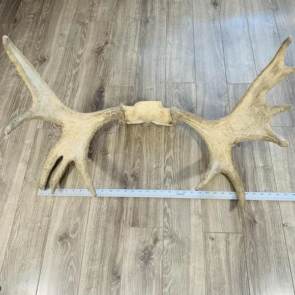 Naturally Shed Wild Moose Antler (Horn, Knife, Carving, Chew, Taxidermy) Full - Picture 2 of 16